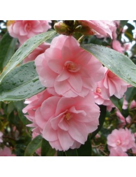 Camellia 'Spring Festival'...