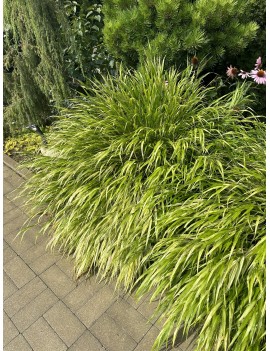 Hakonechloa smukła 'Beni Kaze'