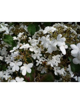 Kalina japońska 'Watanabe'-Viburnum plicatum 'Watanabe'