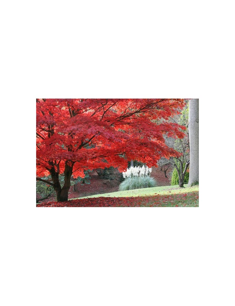 Klon palmowy czerwony-Acer palmatum var atropurpureum Klon palmowy czerwony-Acer palmatum var atropurpureum