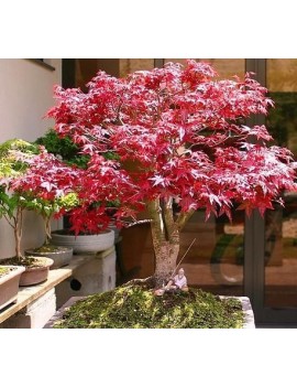 Klon palmowy czerwony-Acer palmatum var atropurpureum