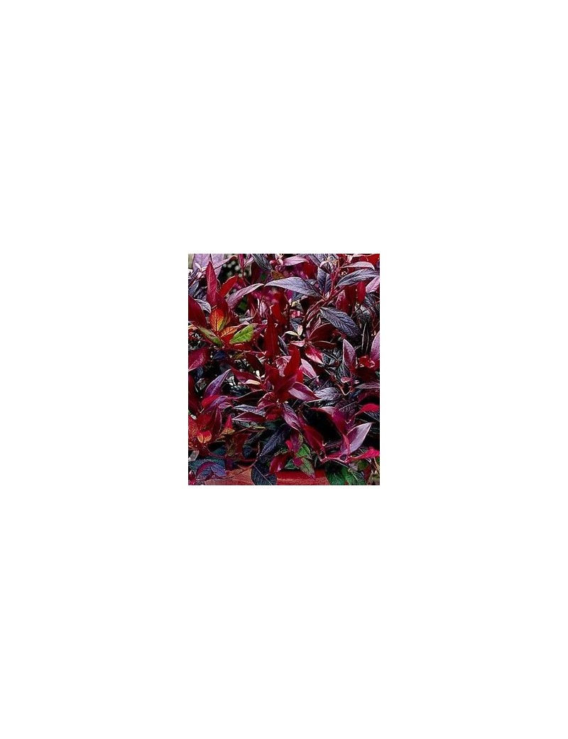 Kiścień 'Zeblid' ('Scarletta')-Leucothoe 'Zeblid' ('Scarletta') Kiścień 'Zeblid' ('Scarletta')-Leucothoe 'Zeblid' ('Scarletta')