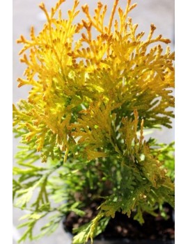 złoty szmaragd-Thuja occidentalis 'Jantar' 