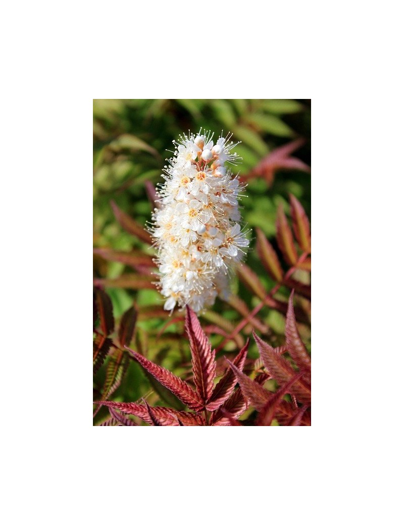 tawlina jarzębolistna - Sorbaria sorbifolia "Sem"