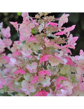 hortensja wiechowata-Hydrangea paniculata Wims Red 