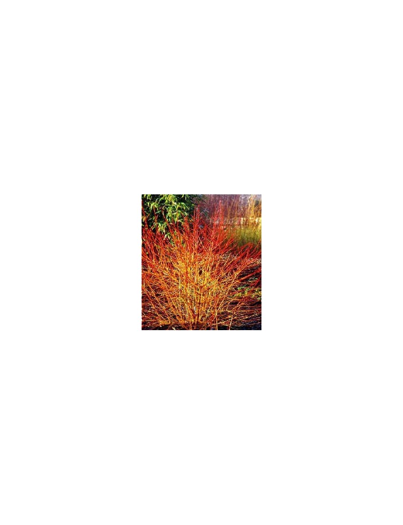Dereń Meetwinter Fire (Cornus Meetwinter Fire) Dereń Meetwinter Fire (Cornus Meetwinter Fire)