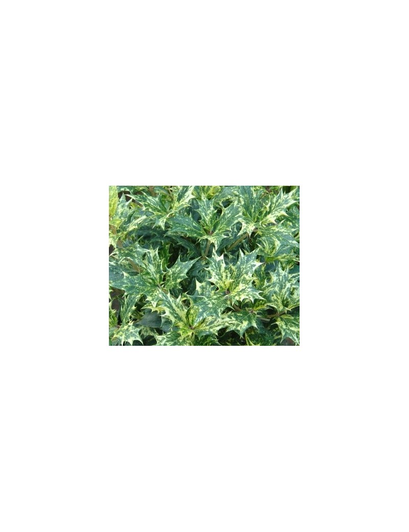 Osmanthus heterophyllus 'Goshiki' Osmanthus heterophyllus 'Goshiki'