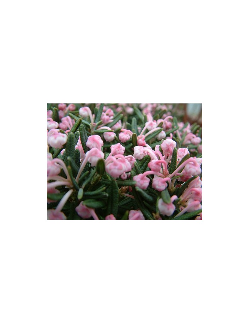 Modrzewnica pospolita 'Compacta'-Andromeda polifolia "Compacta' Modrzewnica pospolita 'Compacta'-Andromeda polifolia "Compacta'