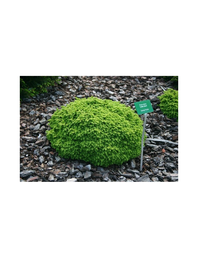 Świerk pospolity Little Gem -Picea abies Little Gem Świerk pospolity Little Gem -Picea abies Little Gem