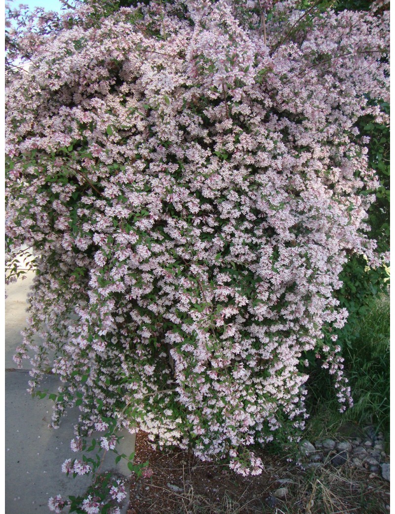 KOLKWICJA CHIŃSKA 'PINK CLOUD' -Kolkwitzia amabilis 'Pink Cloud'