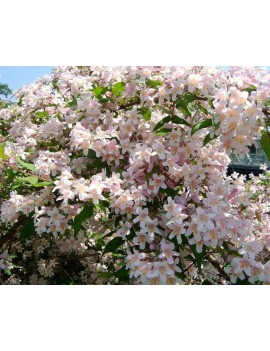 KOLKWICJA CHIŃSKA 'PINK CLOUD' -Kolkwitzia amabilis 'Pink Cloud'