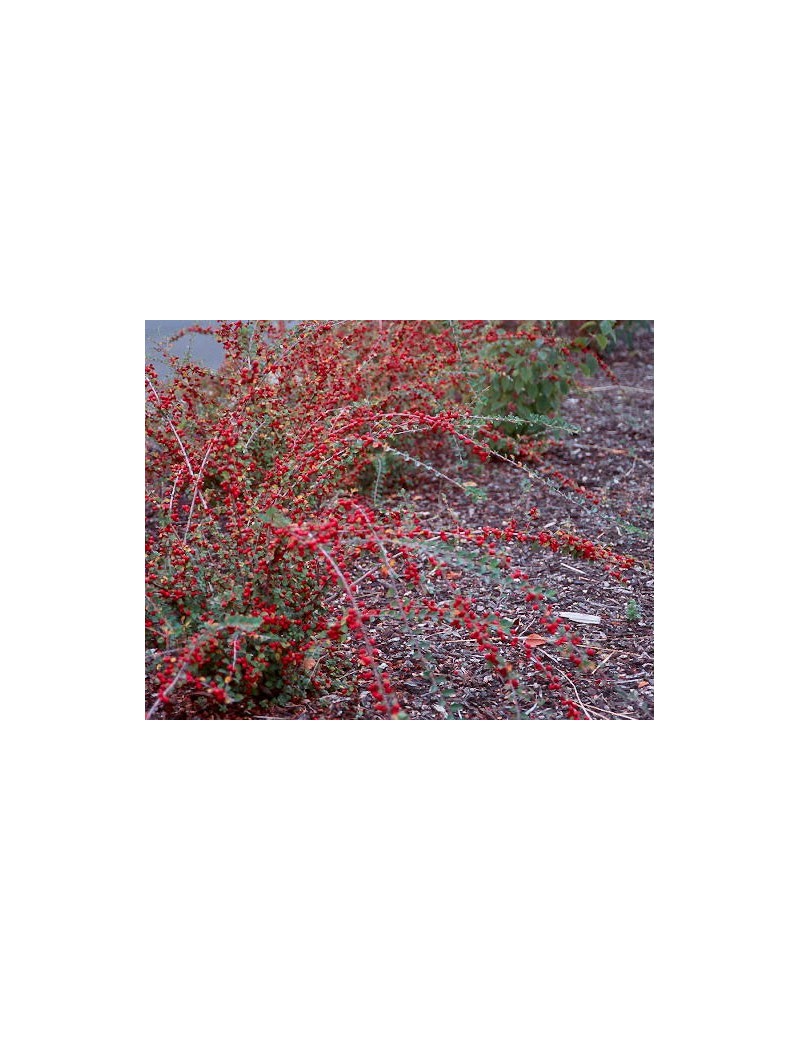 irga rozkrzewiona-cotoneaster divaricatus irga rozkrzewiona-cotoneaster divaricatus