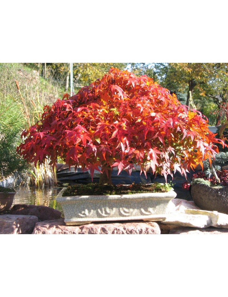 Klon palmowy KATSURA Klon palmowy KATSURA