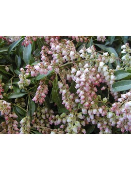 Pieris japonica Valley Rose