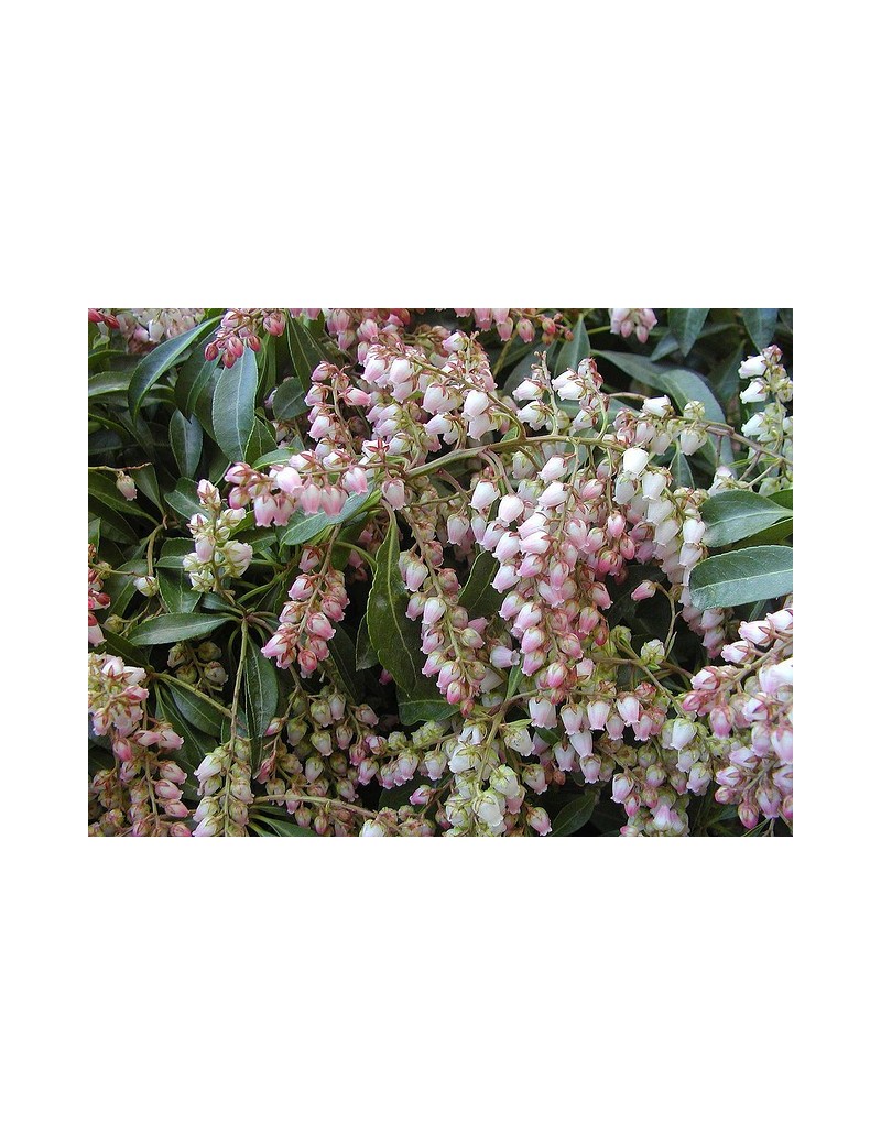 Pieris japonica Valley Rose