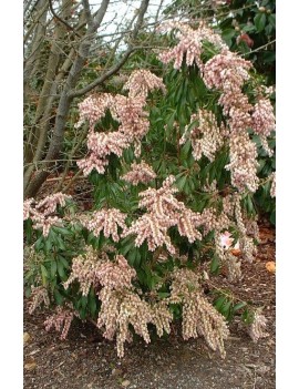 Pieris japonica Valley Rose