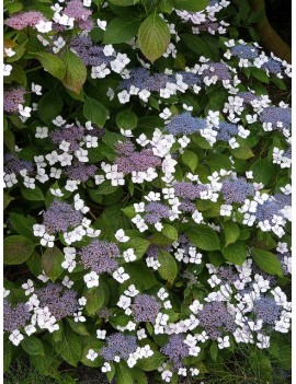 hortensja piłkowana:bluebird"-hydrangea serrata