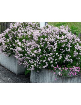 Lilak Meyera 'Palibin'-Syringa meyeri 'Palibin'