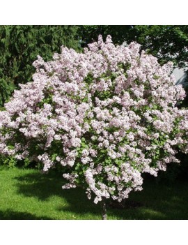 Lilak Meyera 'Palibin'-Syringa meyeri 'Palibin'