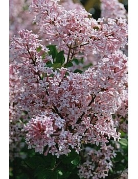 Lilak Meyera 'Palibin'-Syringa meyeri 'Palibin'
