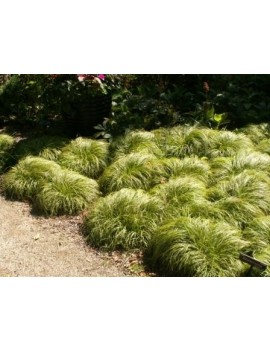 turzyca wiosenna-Carex caryophyllea "The Beatles"