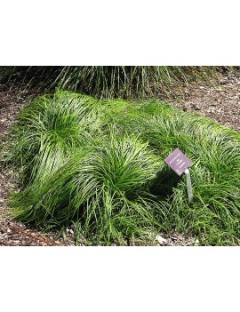 turzyca wiosenna-Carex caryophyllea "The Beatles"