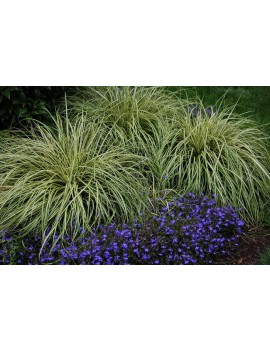 Turzyca oszimska-Carex oshimensis 'EVERGOLD'