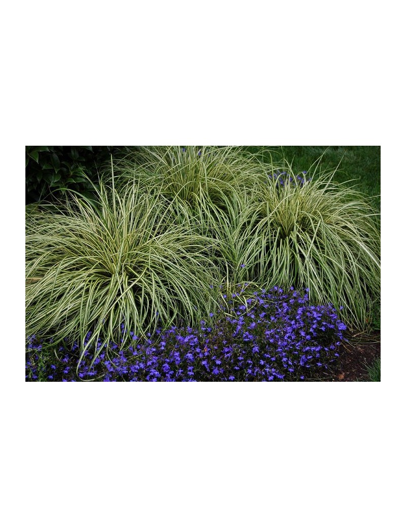 Turzyca oszimska-Carex oshimensis 'EVERGOLD'