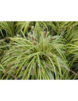 Turzyca oszimska-Carex oshimensis 'EVERGOLD'