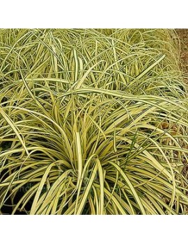 Turzyca oszimska-Carex oshimensis 'EVERGOLD'