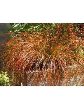 turzyca ceglasta-Carex testacea "Prairie Fire"