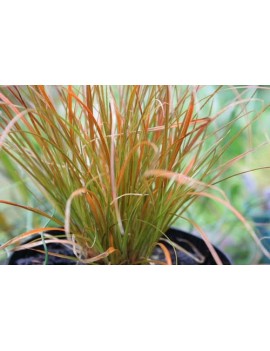 turzyca ceglasta-Carex testacea "Prairie Fire"