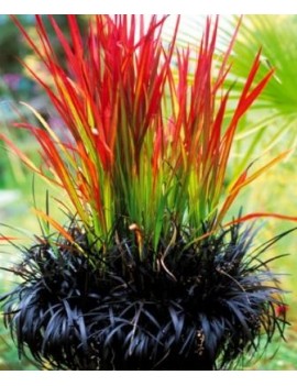 imperata cylindryczna-Imperata cylindrica "Red Baron" 
