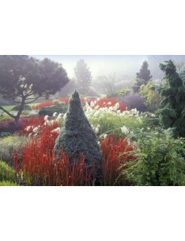 imperata cylindryczna-Imperata cylindrica "Red Baron"