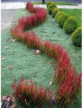 imperata cylindryczna-Imperata cylindrica "Red Baron"