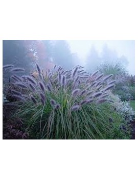 rozplenica japońska 'Moudry'-Pennisetum alopecuroides 'Moudry'