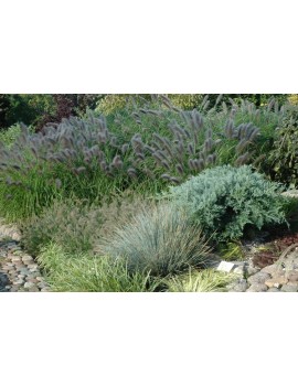 rozplenica japońska 'Moudry'-Pennisetum alopecuroides 'Moudry'