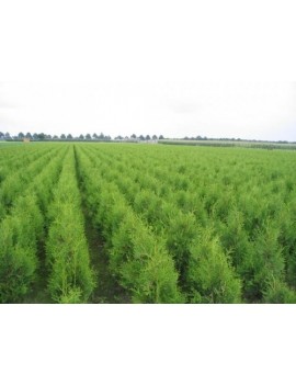 Żywotnik zachodni Brabant(Thuja occidentalis Brabant)