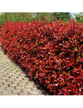 Głogownik Frasera 'Little Red Robin'-Photinia fraseri 'Little Red Robin'