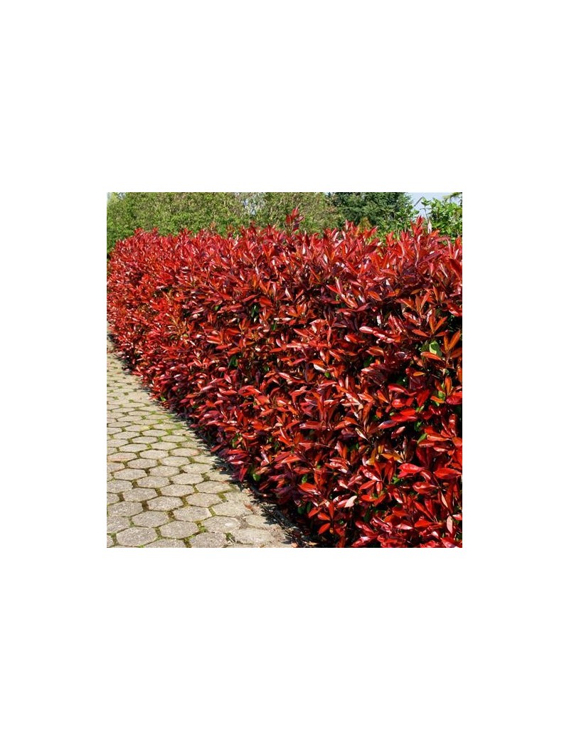 Głogownik Frasera 'Little Red Robin'-Photinia fraseri 'Little Red Robin' Głogownik Frasera 'Little Red Robin'-Photinia fraseri 'Little Red Robin'