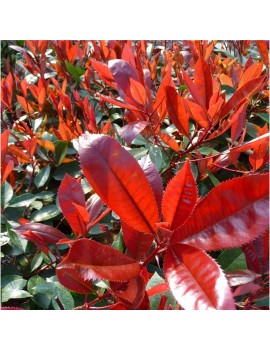 Głogownik Frasera 'Little Red Robin'-Photinia fraseri 'Little Red Robin'