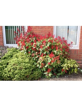 Głogownik Frasera 'Little Red Robin'-Photinia fraseri 'Little Red Robin'