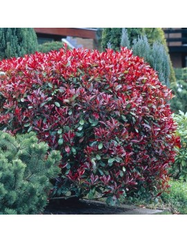 Głogownik Frasera 'Little Red Robin'-Photinia fraseri 'Little Red Robin'