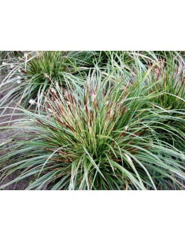 TURZYCA MORROWA variegata-Carex morrowii variegata