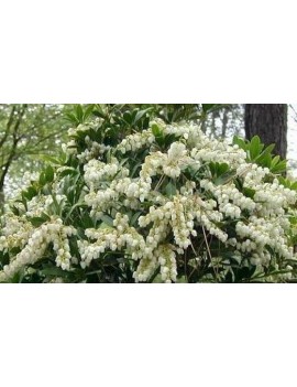 pieris japonica debutante