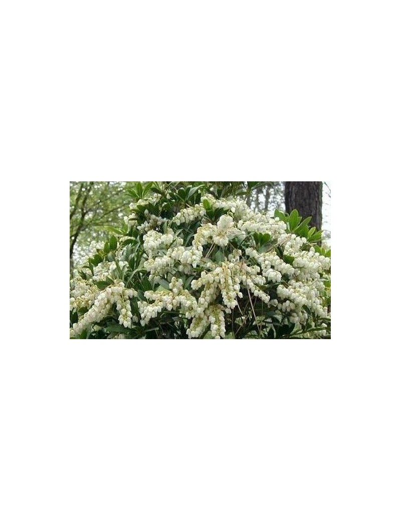 pieris japonica debutante