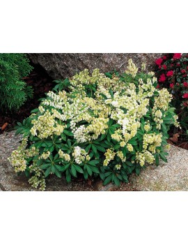 pieris japonica debutante