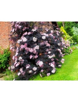 BEZ CZARNY black lace-sambucus nigra eva PBR