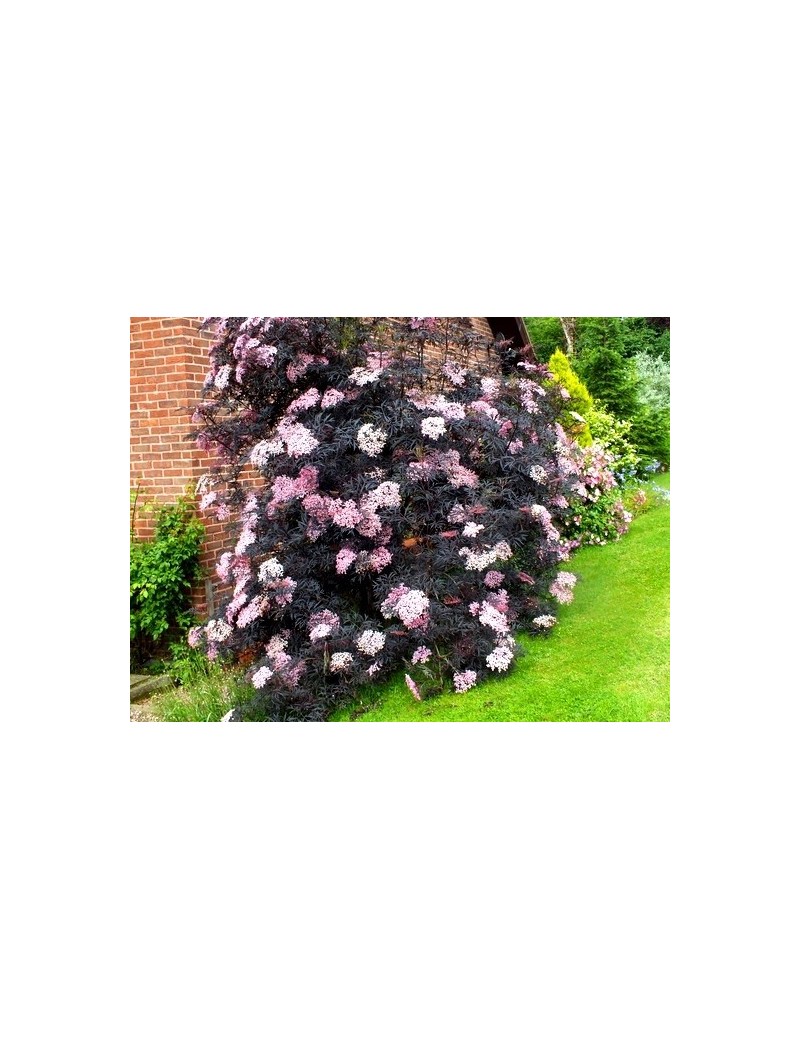 BEZ CZARNY black lace-sambucus nigra eva PBR