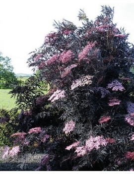 BEZ CZARNY black lace-sambucus nigra eva PBR